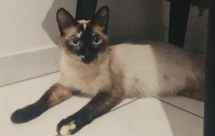 Gato raça SRD-ViraLata idade 7 a 11 meses nome Canela 