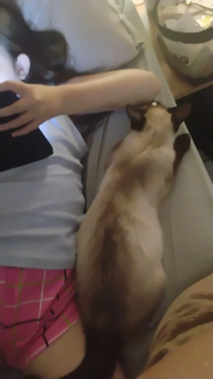 Gato raça SRD-ViraLata idade 7 a 11 meses nome Canela 