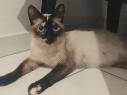Gato raça SRD-ViraLata idade 7 a 11 meses nome Canela 