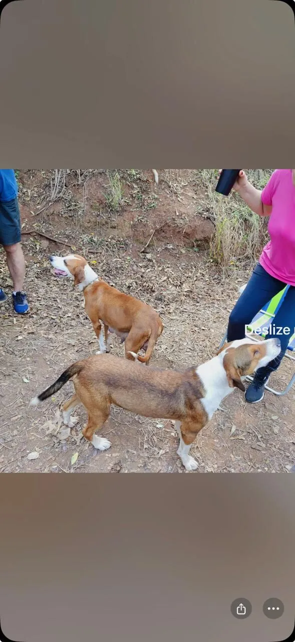 Cachorro raça SRD-ViraLata idade 3 anos nome Dara e Pirata
