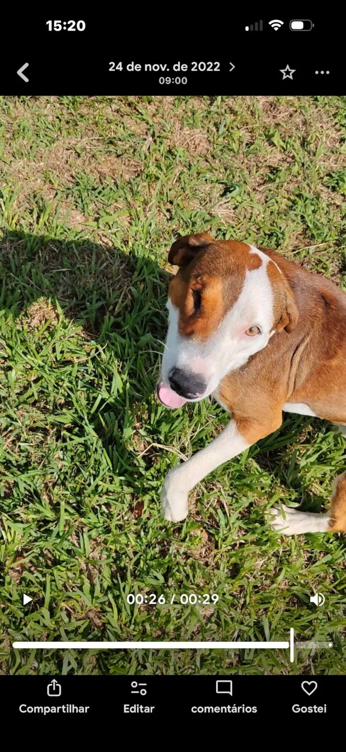 Cachorro raça SRD-ViraLata idade 3 anos nome Dara e Pirata