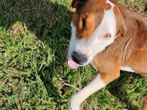 Cachorro raça SRD-ViraLata idade 4 anos nome Dara e Pirata