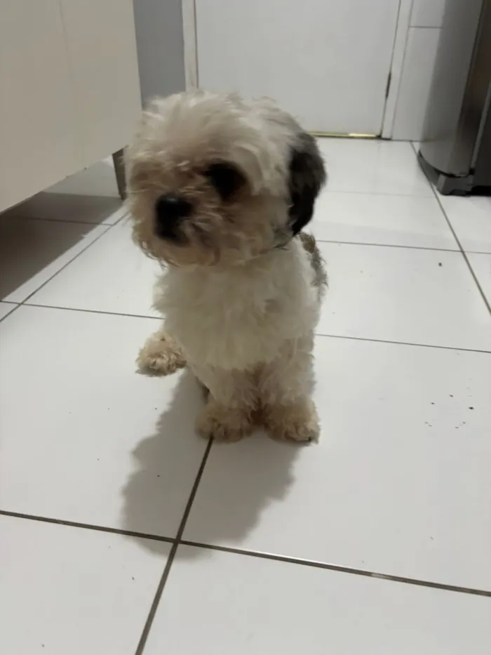Cachorro raça Shitzu idade 4 anos nome Não tem