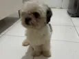 Cachorro raça Shitzu idade 4 anos nome Não tem