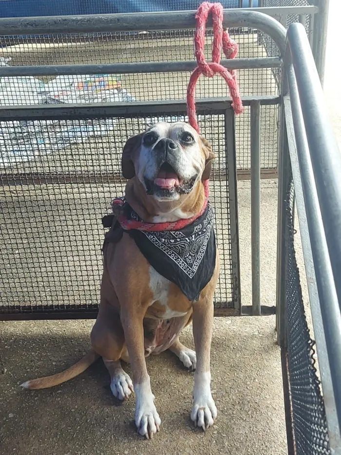 Cachorro raça Boxer idade 6 ou mais anos nome Mary Jane 