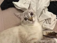 Gato raça American Shorthair idade 1 ano nome Ciria