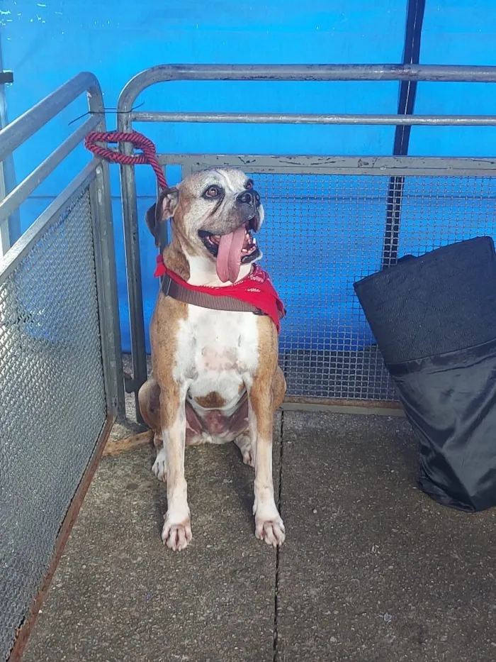 Cachorro raça Boxer idade 6 ou mais anos nome Julieta 