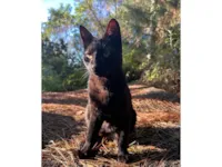 Gato raça SRD-ViraLata idade 7 a 11 meses nome Pique