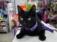 Gato raça SRD-ViraLata idade 7 a 11 meses nome Pique