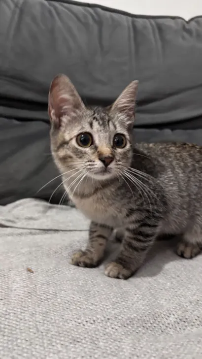 Gato raça SRD-ViraLata idade 2 a 6 meses nome Mary