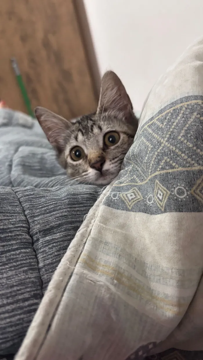 Gato raça SRD-ViraLata idade 2 a 6 meses nome Mary