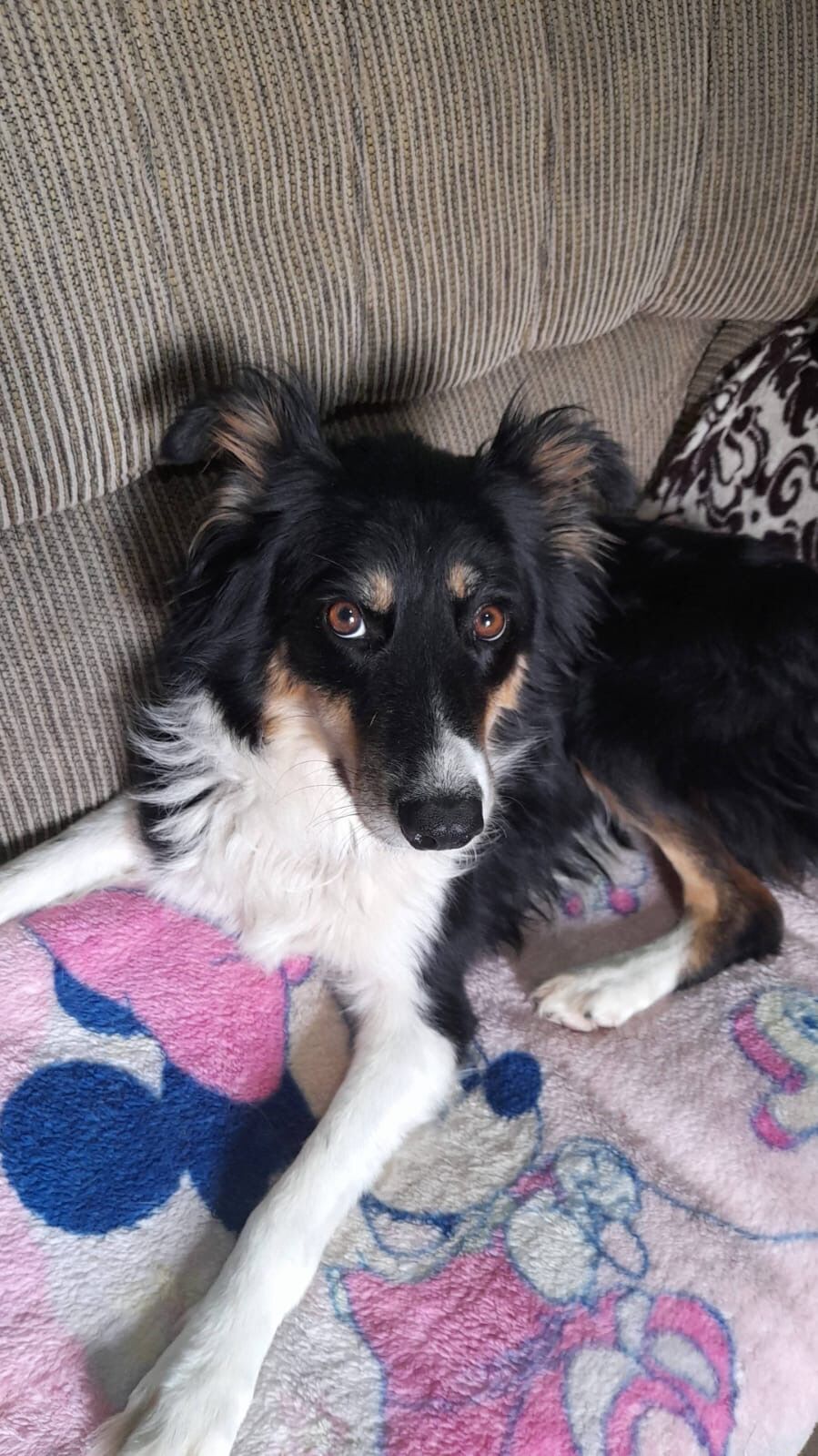 Cachorro raça SRD-ViraLata idade 1 ano nome Kira