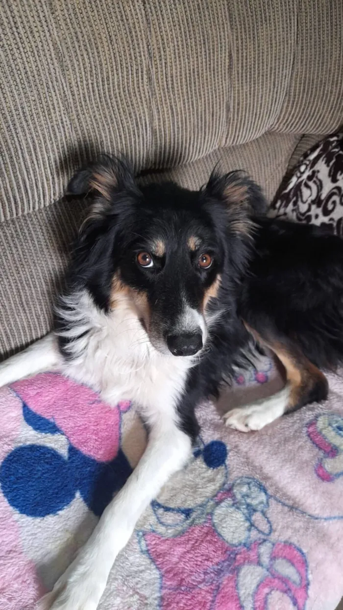 Cachorro raça SRD-ViraLata idade 1 ano nome Kira