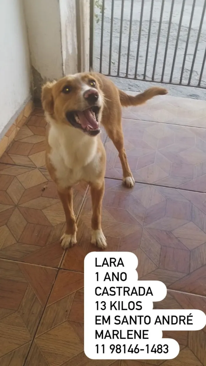 Cachorro raça SRD-ViraLata idade 1 ano nome Lara