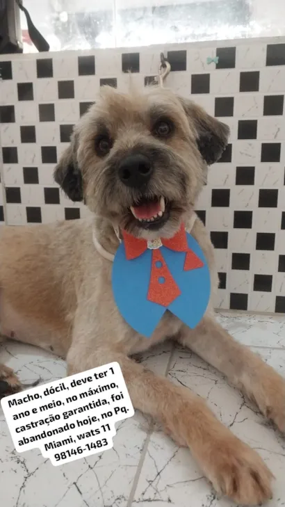 Cachorro raça SRD-ViraLata idade 1 ano nome Juca 