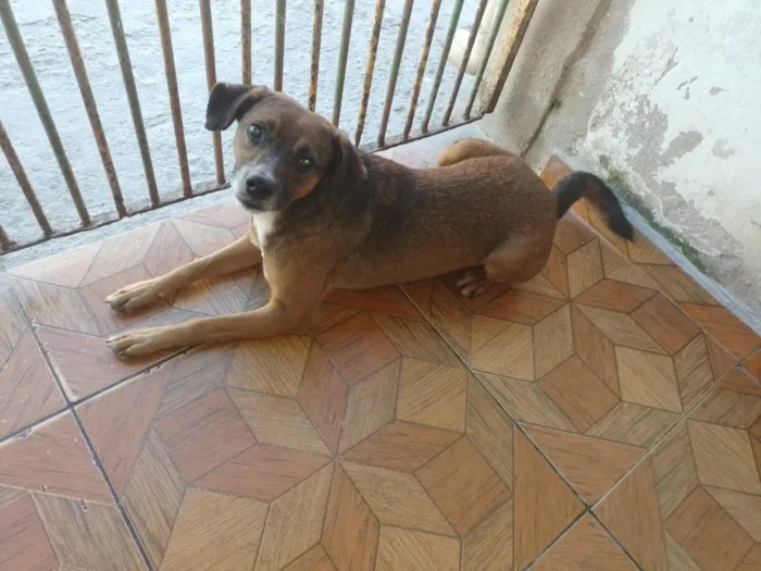 Cachorro raça SRD-ViraLata idade 2 anos nome Thomas