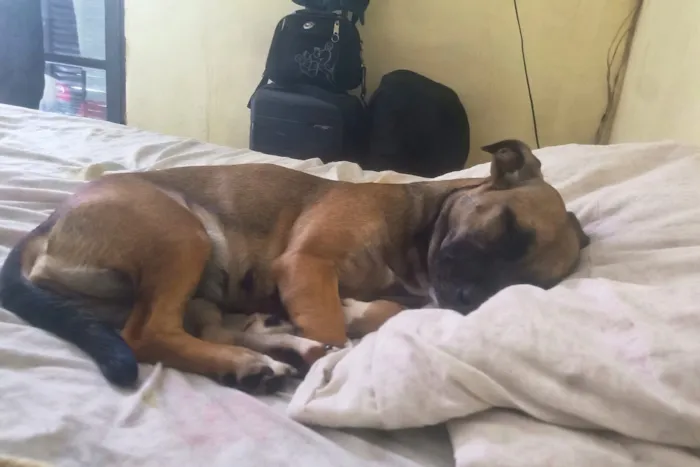 Cachorro raça SRD-ViraLata idade 1 ano nome Filó