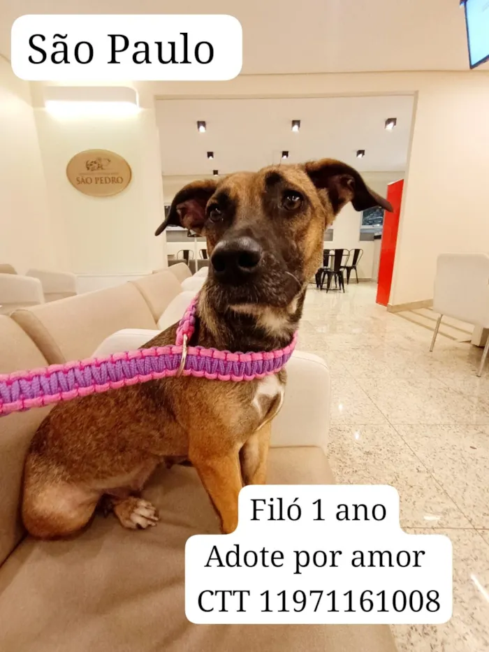 Cachorro raça SRD-ViraLata idade 1 ano nome Filó