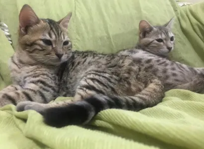 Gato raça Exótico idade 6 ou mais anos nome Luz e Sombra 