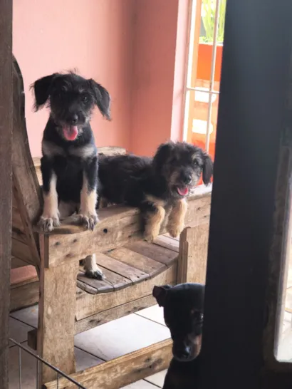 Cachorro raça SRD-ViraLata idade 2 a 6 meses nome Estela