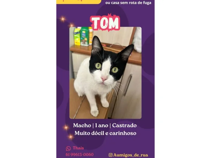 Gato raça SRD-ViraLata idade 1 ano nome Tom 
