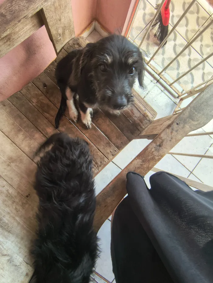 Cachorro raça SRD-ViraLata idade 2 a 6 meses nome Estela