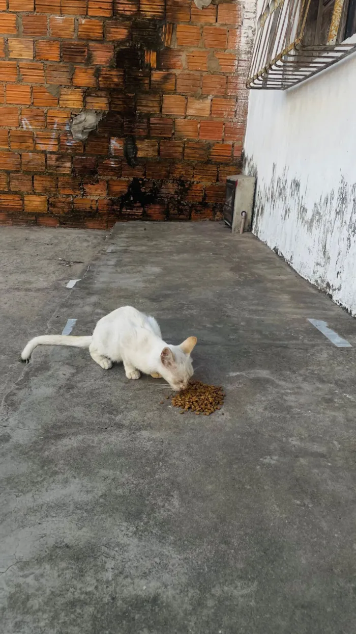 Gato raça SRD-ViraLata idade 2 a 6 meses nome Branca