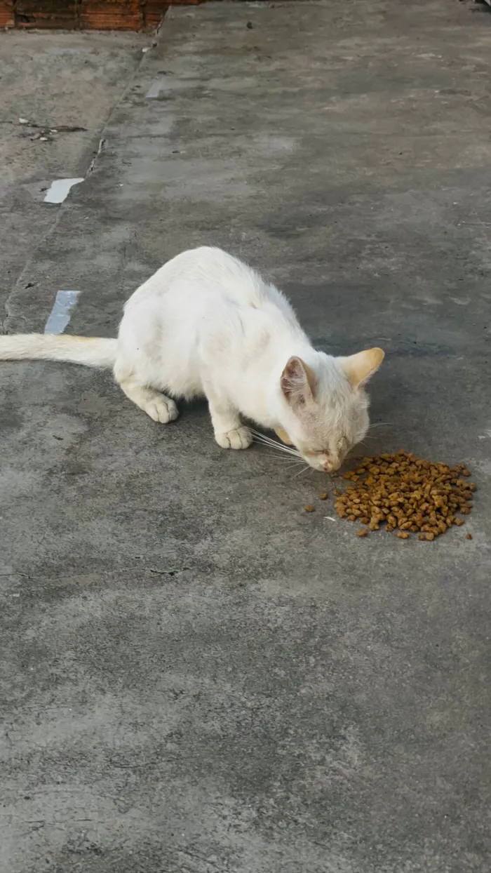 Gato raça SRD-ViraLata idade 2 a 6 meses nome Branca