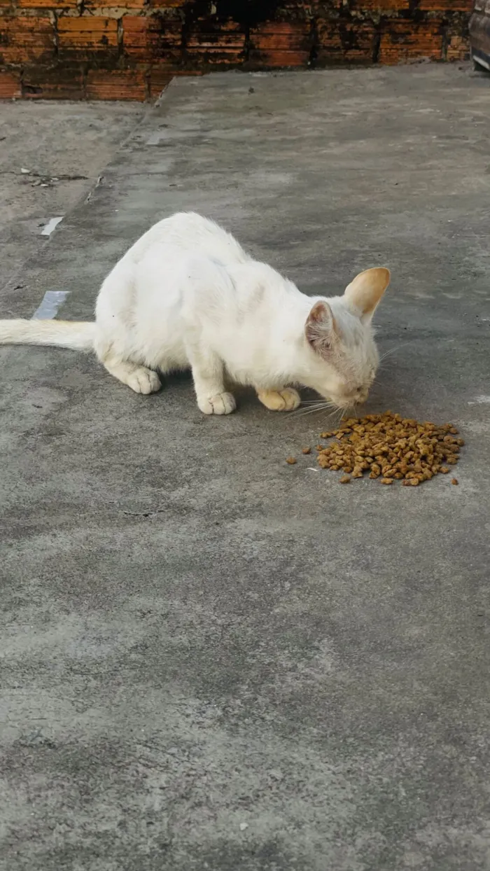 Gato raça SRD-ViraLata idade 2 a 6 meses nome Branca