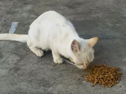 Gato raça SRD-ViraLata idade 2 a 6 meses nome Branca