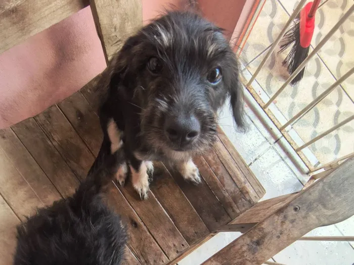 Cachorro raça SRD-ViraLata idade 2 a 6 meses nome Estela