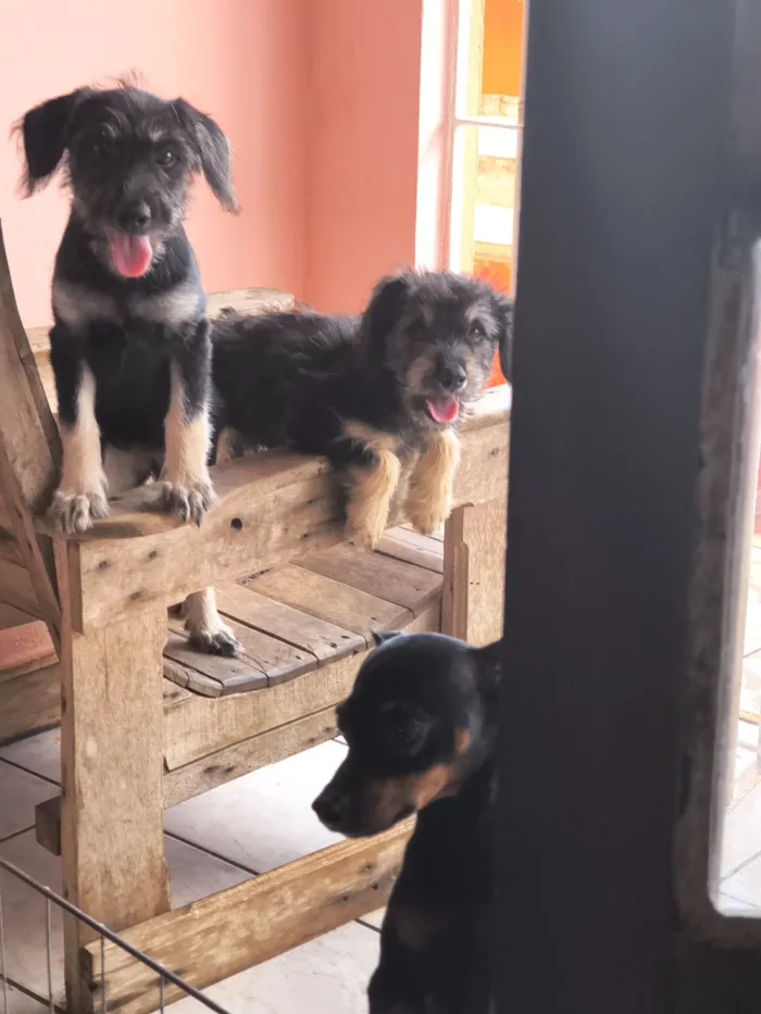 Cachorro raça SRD-ViraLata idade 2 a 6 meses nome Estela