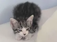 Gato raça SRD-ViraLata idade 2 a 6 meses nome Sem nome 