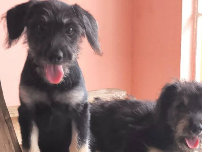 Cachorro raça SRD-ViraLata idade 2 a 6 meses nome Estela