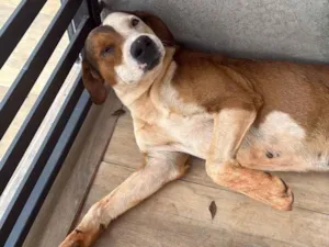 Cachorro raça SRD-ViraLata idade 3 anos nome Dara e Pirata