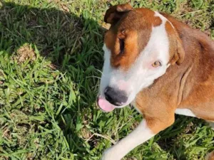 Cachorro raça SRD-ViraLata idade 4 anos nome Dara e Pirata