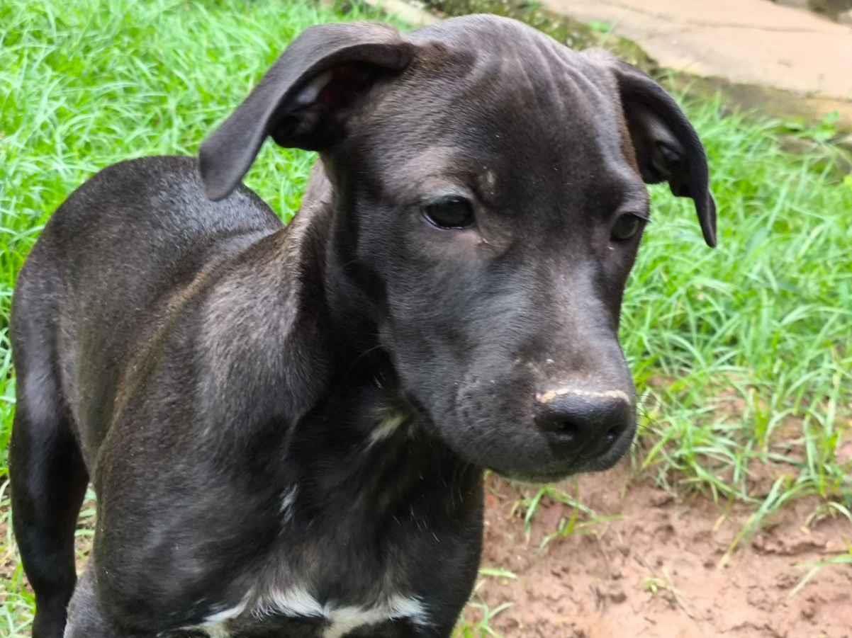 Cachorro raça SRD-ViraLata idade 2 a 6 meses nome Luna