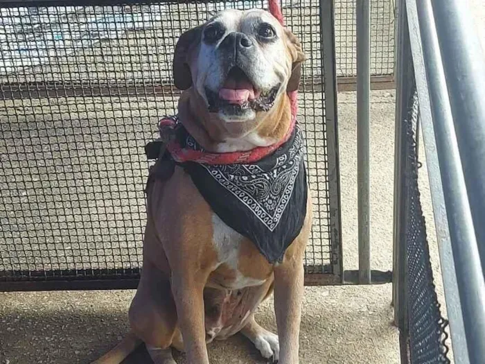 Cachorro raça Boxer idade 6 ou mais anos nome Mary Jane 