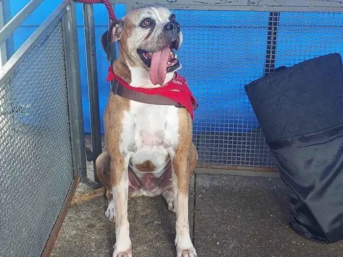 Cachorro raça Boxer idade 6 ou mais anos nome Julieta 