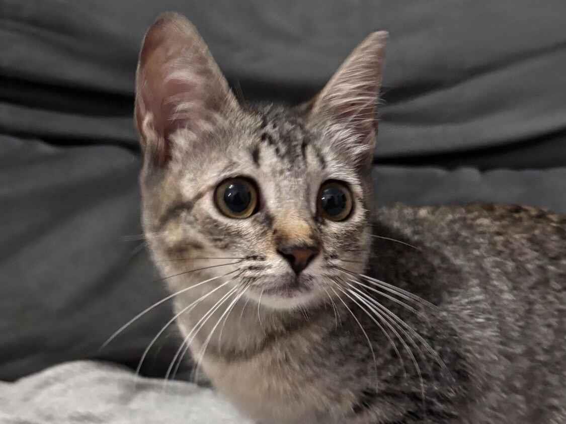 Gato raça SRD-ViraLata idade 2 a 6 meses nome Mary