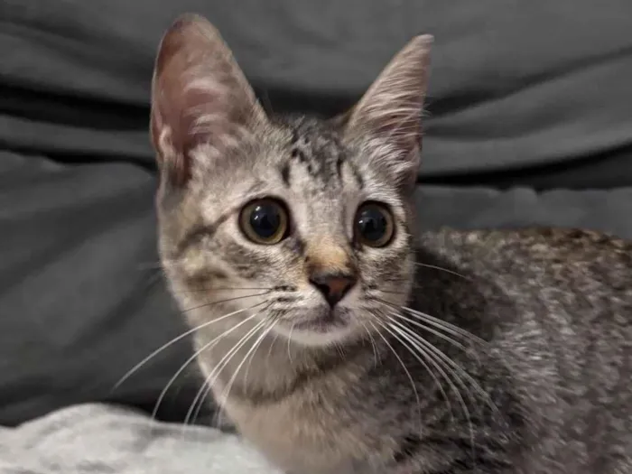 Gato raça SRD-ViraLata idade 2 a 6 meses nome Mary