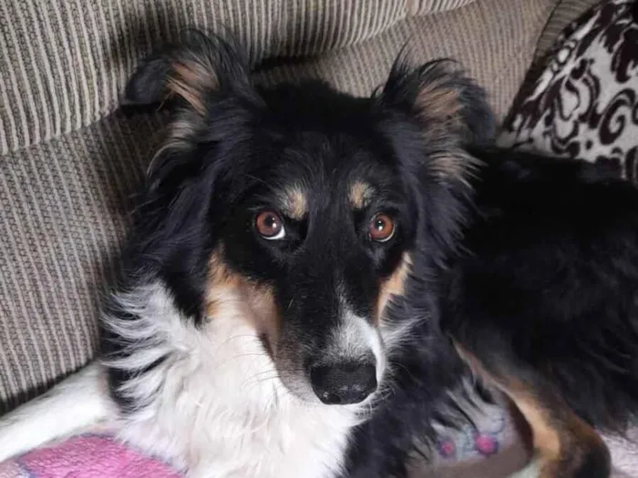 Cachorro raça SRD-ViraLata idade 1 ano nome Kira