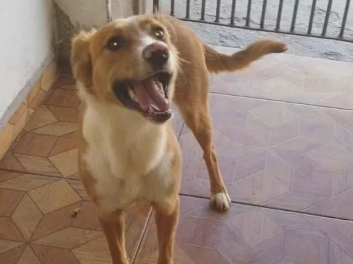 Cachorro raça SRD-ViraLata idade 1 ano nome Lara