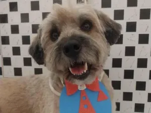 Cachorro raça SRD-ViraLata idade 1 ano nome Juca 