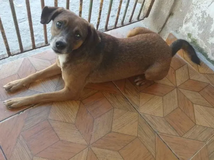 Cachorro raça SRD-ViraLata idade 2 anos nome Thomas