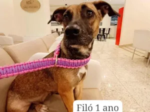 Cachorro raça SRD-ViraLata idade 1 ano nome Filó