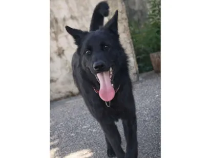 Cachorro raça Pastor Alemão idade 2 anos nome Tobe