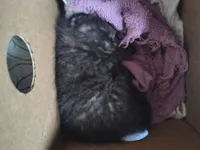 Gato raça SRD-ViraLata idade Abaixo de 2 meses nome Não tem nome 