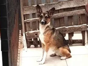 Cachorro raça SRD-ViraLata idade 2 anos nome kininha