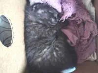 Gato raça SRD-ViraLata idade Abaixo de 2 meses nome Não tem nome 